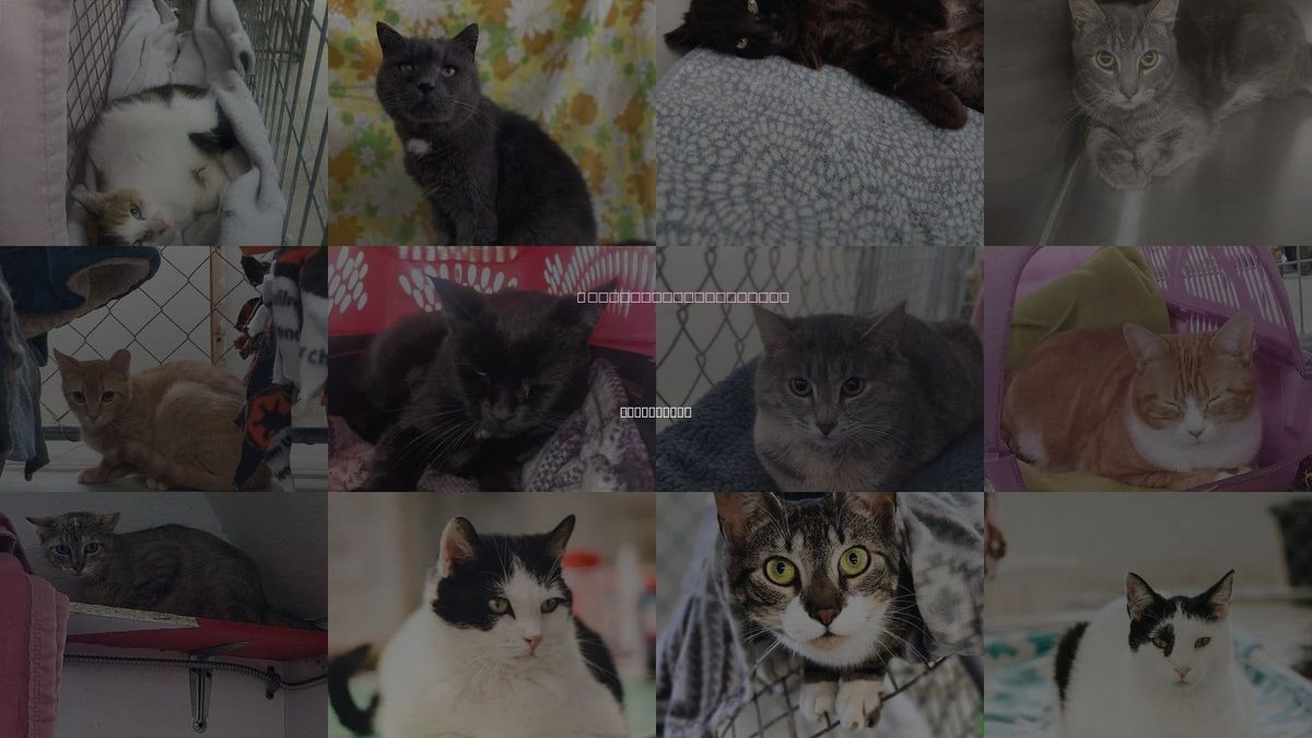 Cats for Adoption in Binghamton, New York