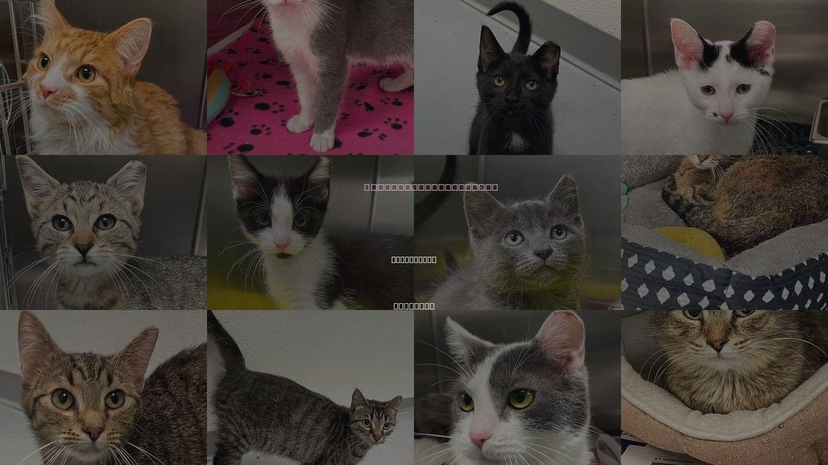 Cats for Adoption in Blacksburg, Virginia
