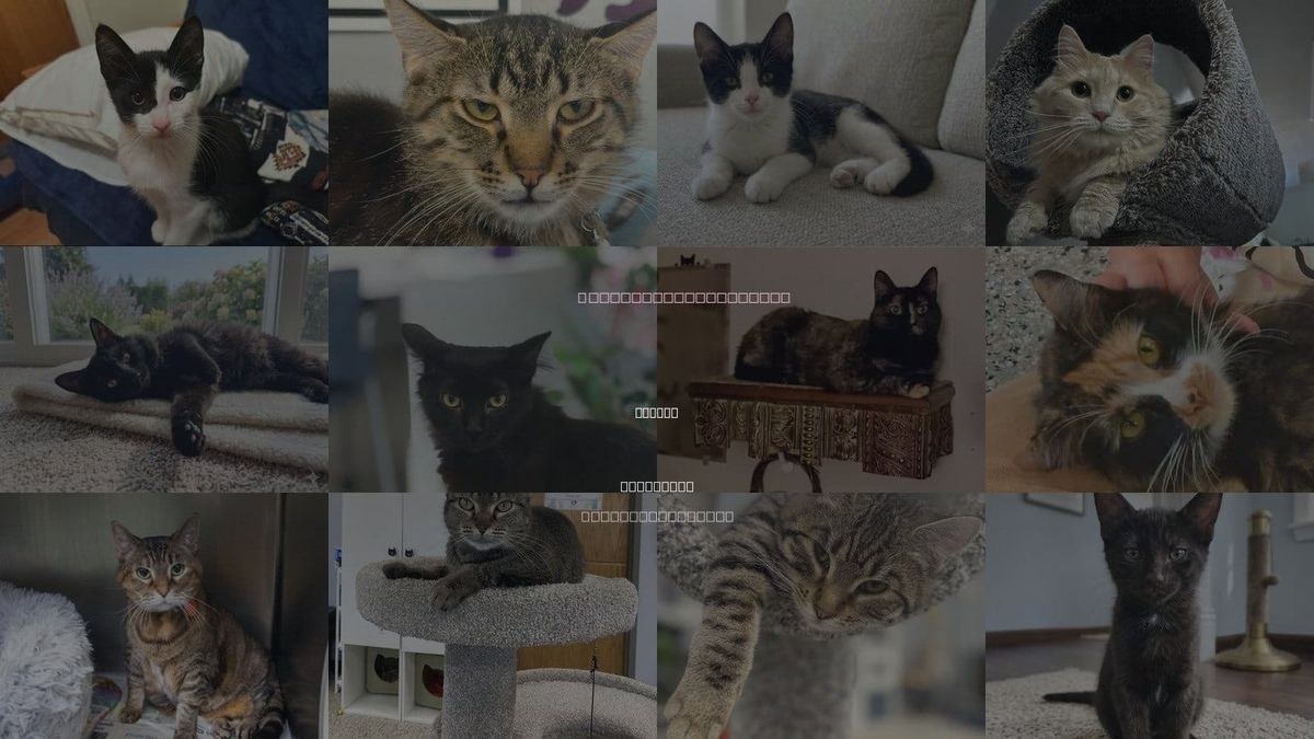 Cats for Adoption in Blaine, Minnesota