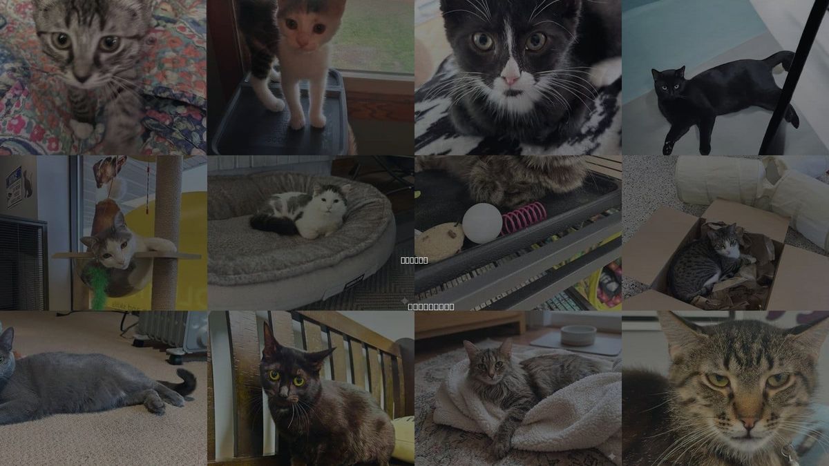 Cats for Adoption in Blaine, Minnesota