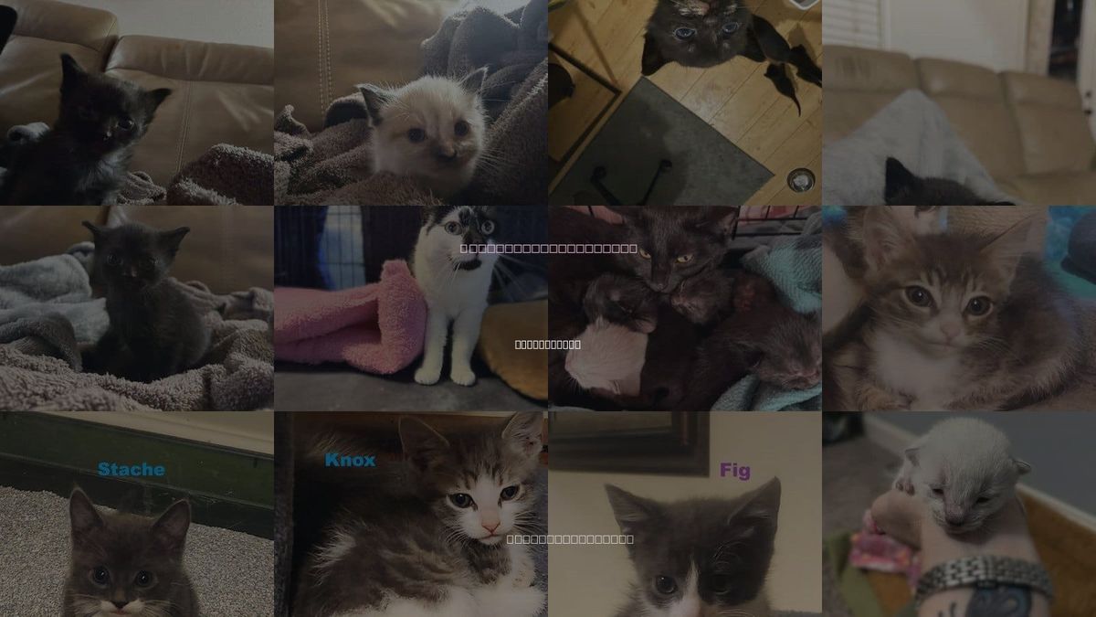 Cats for Adoption in Blairsville, Georgia
