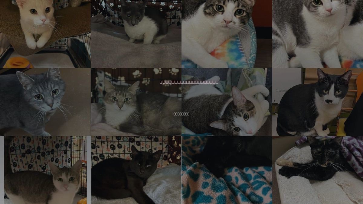 Cats for Adoption in Blasdell, New York