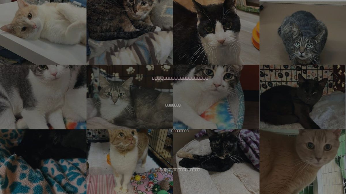 Cats for Adoption in Blasdell, New York