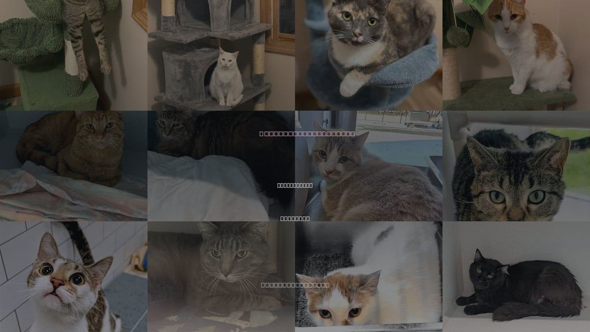 Cats for Adoption in Bloomington, Illinois