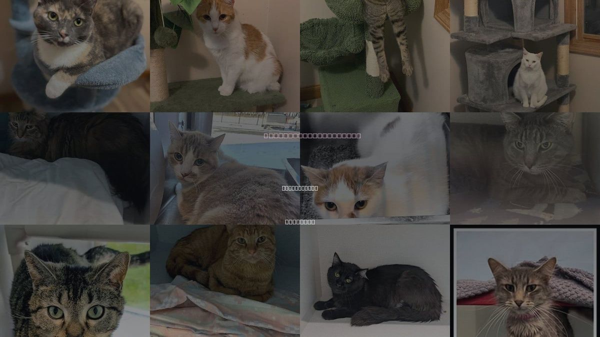 Cats for Adoption in Bloomington, Illinois