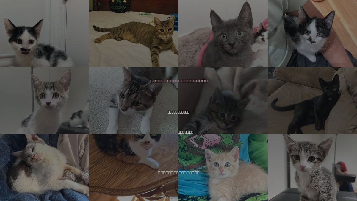 Cats for Adoption in Bloomington, Indiana
