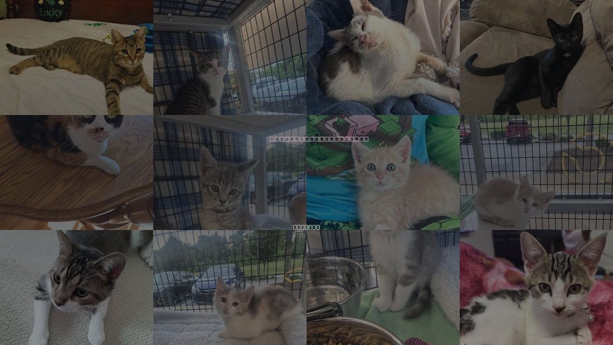 Cats for Adoption in Bloomington, Indiana