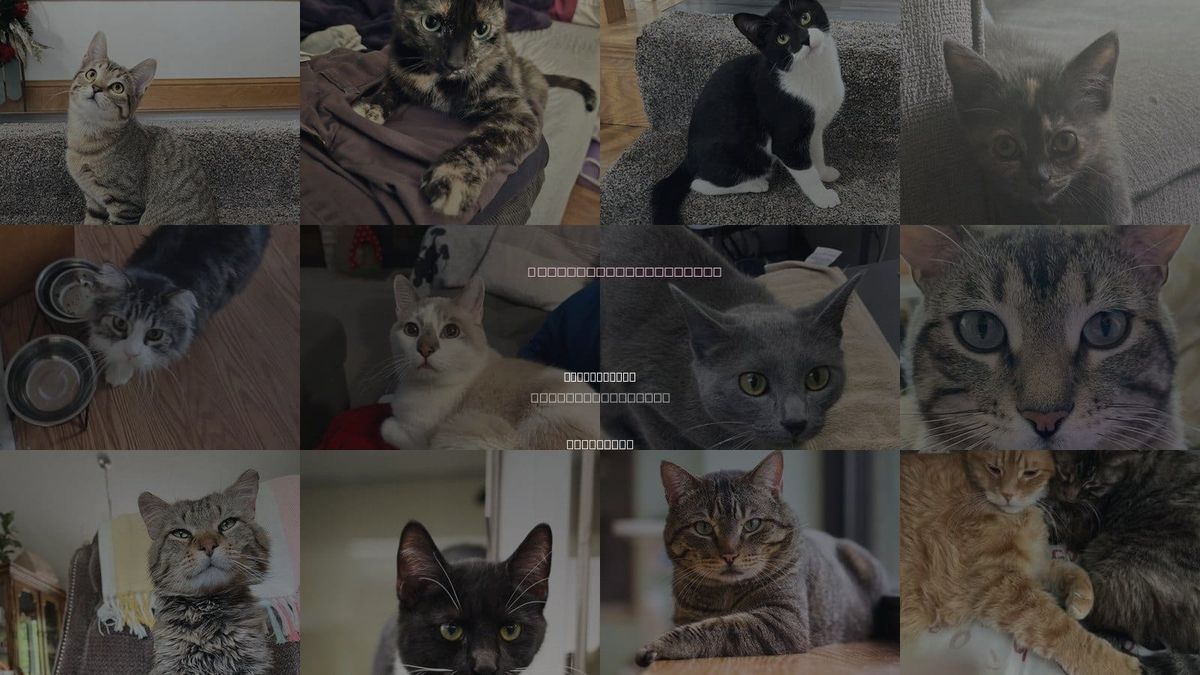 Cats for Adoption in Bloomington, Minnesota