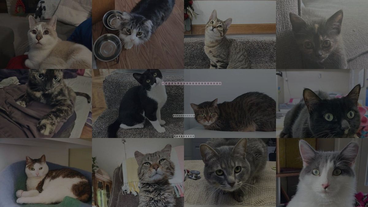 Cats for Adoption in Bloomington, Minnesota