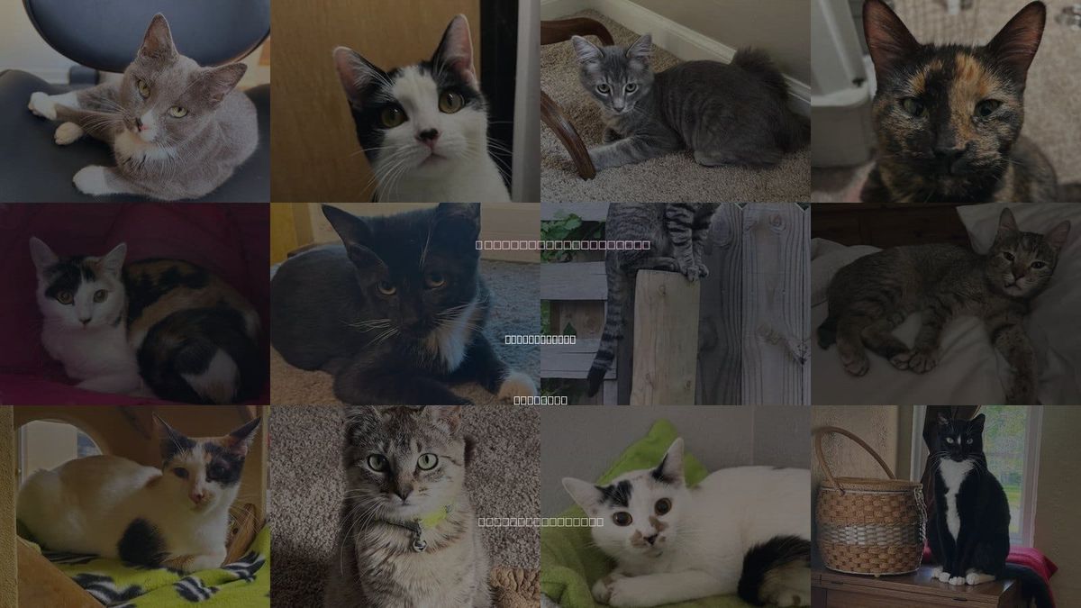 Cats for Adoption in Blue Springs, Missouri
