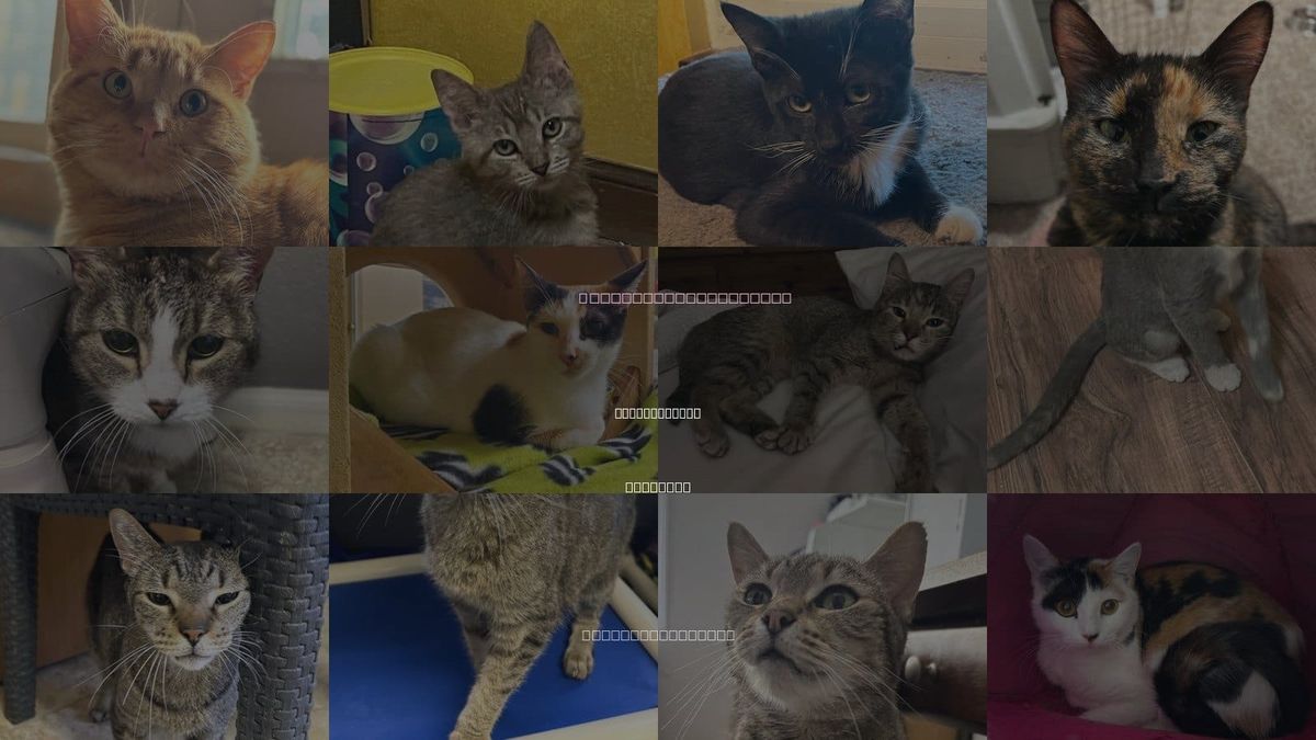 Cats for Adoption in Blue Springs, Missouri
