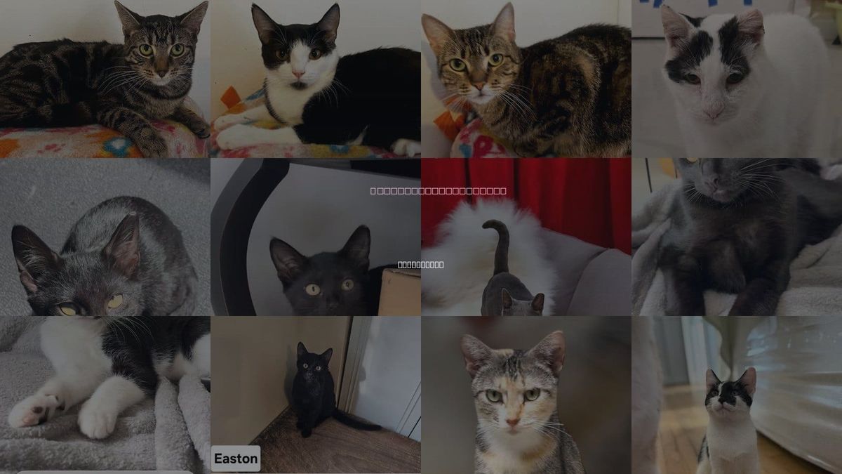 Cats for Adoption in Boca Raton, Florida