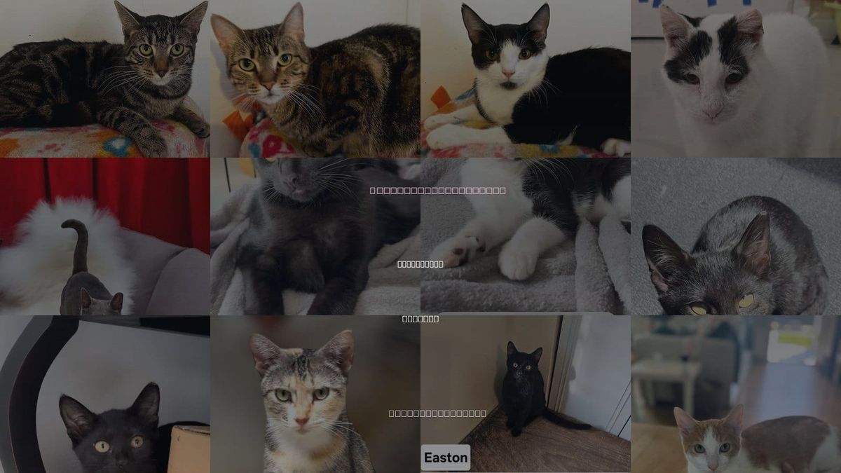 Cats for Adoption in Boca Raton, Florida