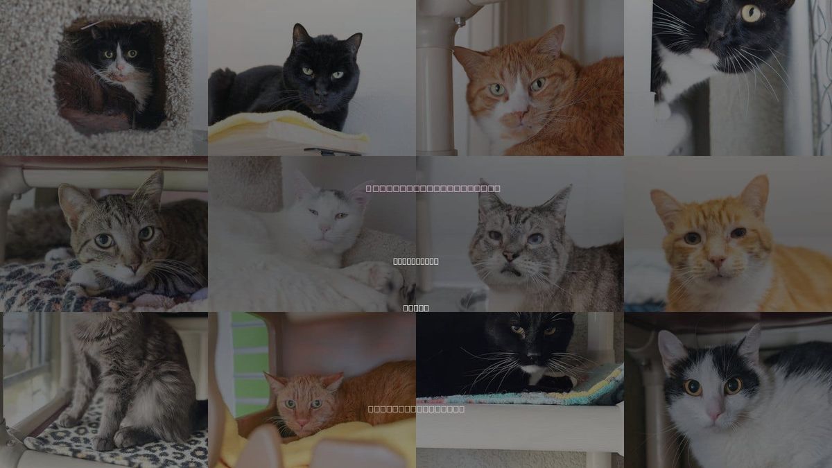 Cats for Adoption in Boise City, Idaho