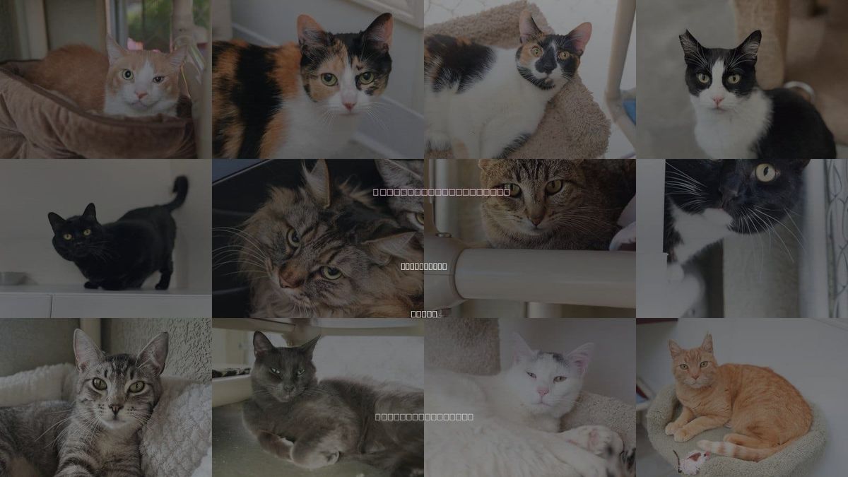 Cats for Adoption in Boise City, Idaho