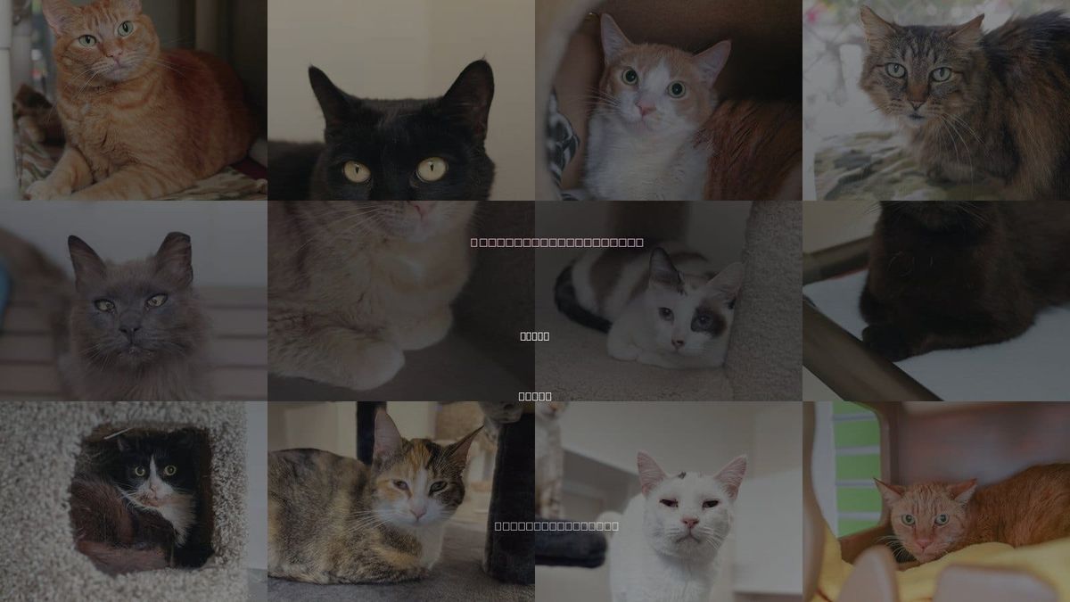 Cats for Adoption in Boise, Idaho