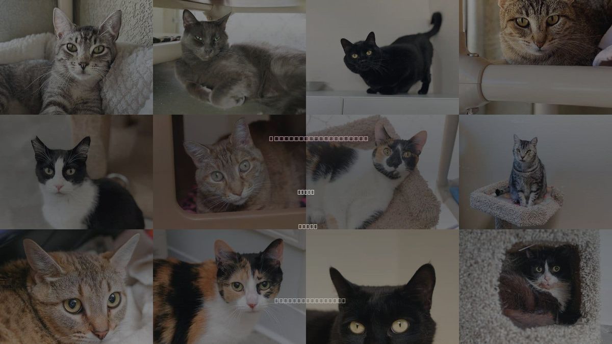 Cats for Adoption in Boise, Idaho