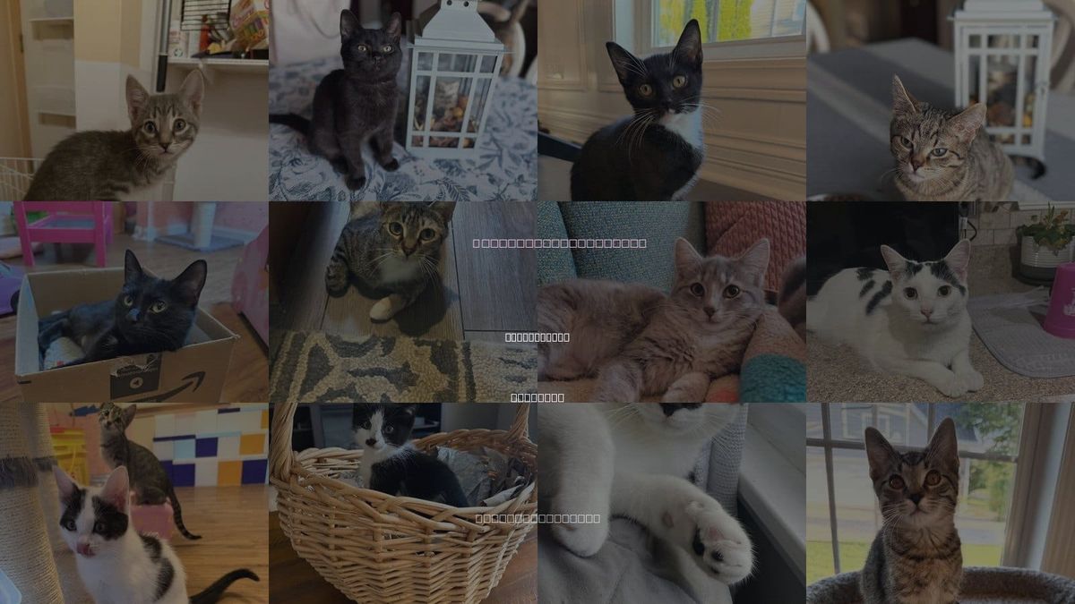 Cats for Adoption in Bolingbrook, Illinois