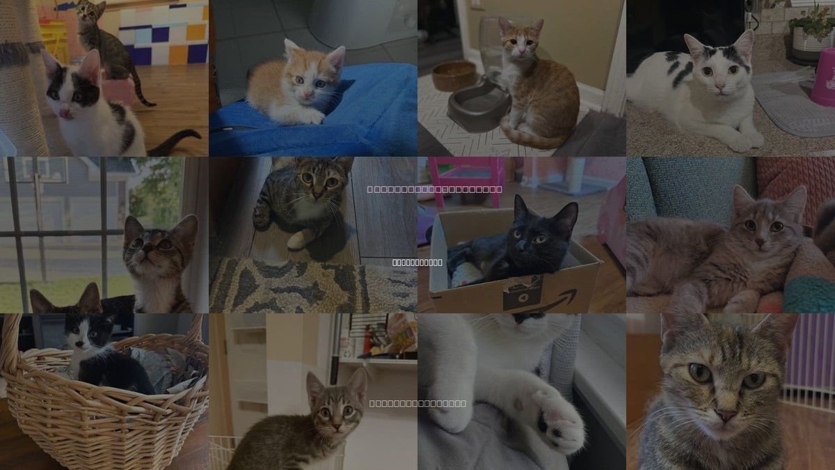 Cats for Adoption in Bolingbrook, Illinois