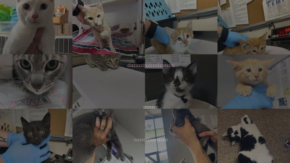 Cats for Adoption in Bolivar, Missouri