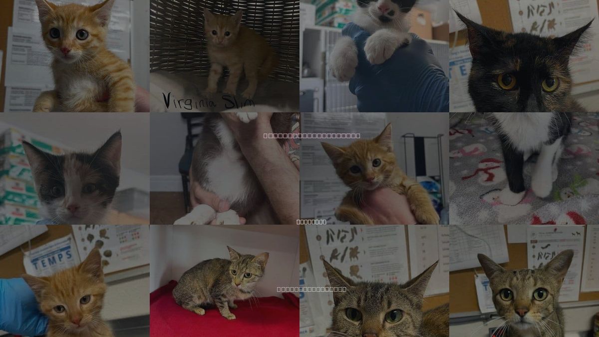 Cats for Adoption in Bolivar, Missouri