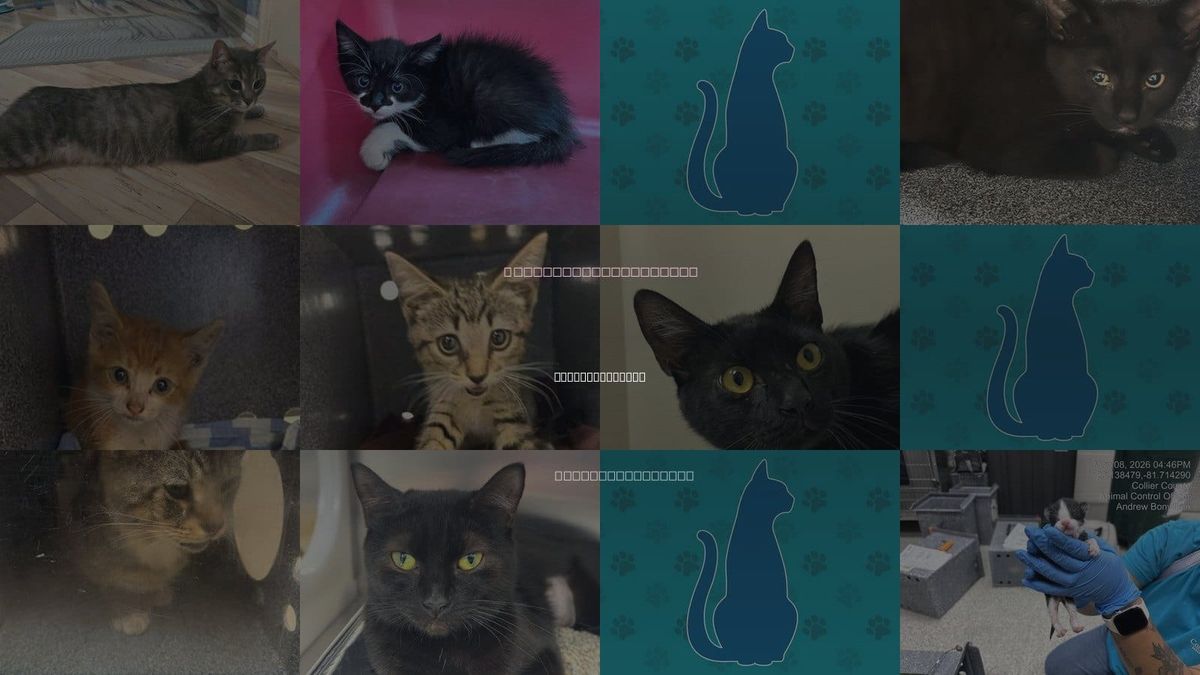 Cats for Adoption in Bonita Springs, Florida
