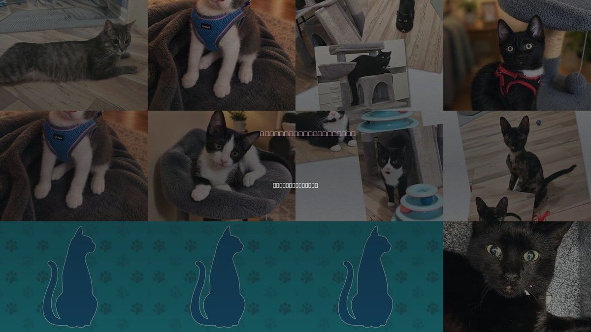 Cats for Adoption in Bonita Springs, Florida