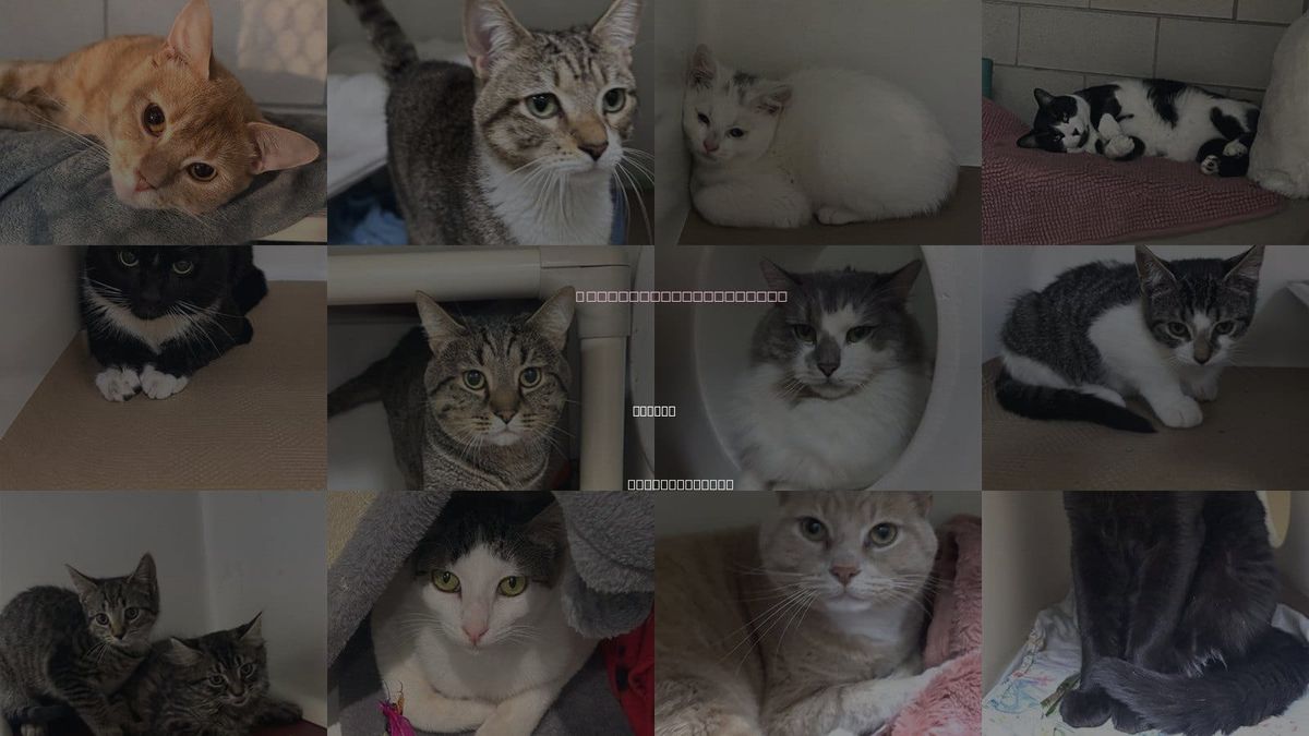 Cats for Adoption in Boston, Massachusetts