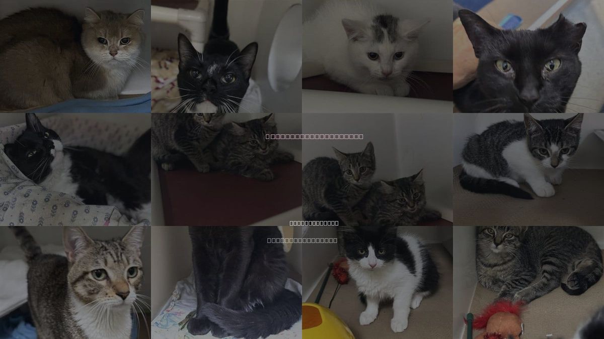 Cats for Adoption in Boston, Massachusetts