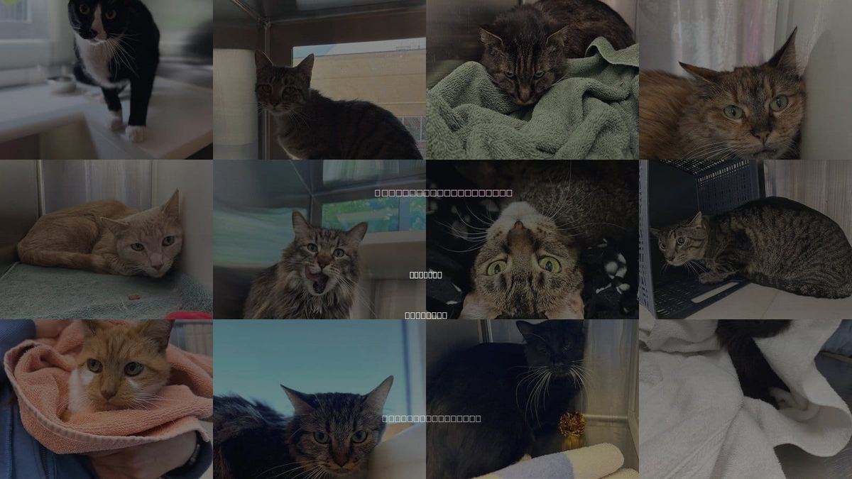 Cats for Adoption in Boulder, Colorado