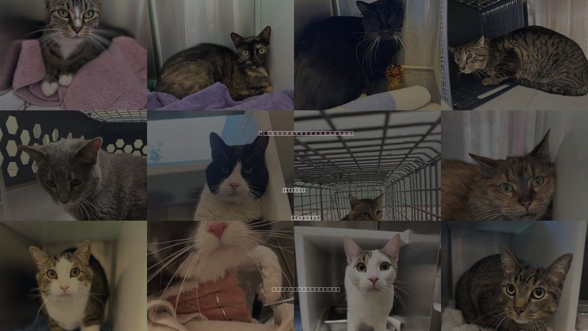 Cats for Adoption in Boulder, Colorado