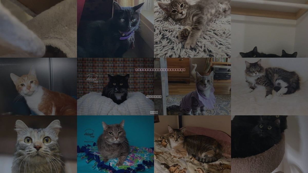 Cats for Adoption in Bountiful, Utah