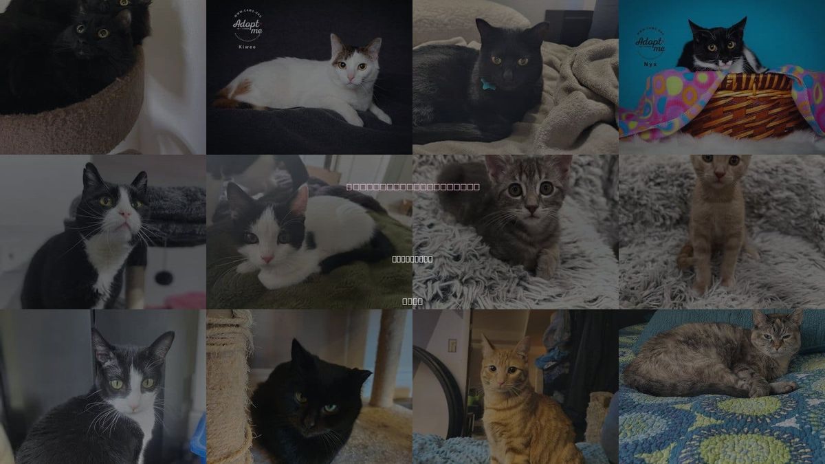 Cats for Adoption in Bountiful, Utah