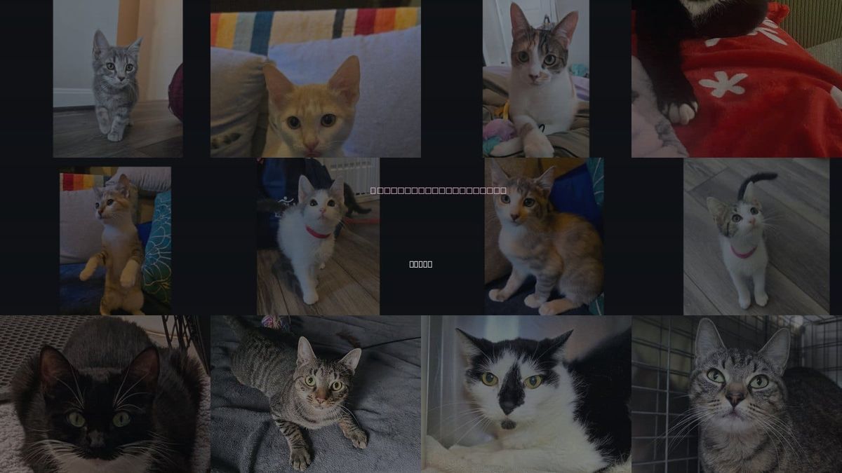 Cats for Adoption in Bowie, Maryland