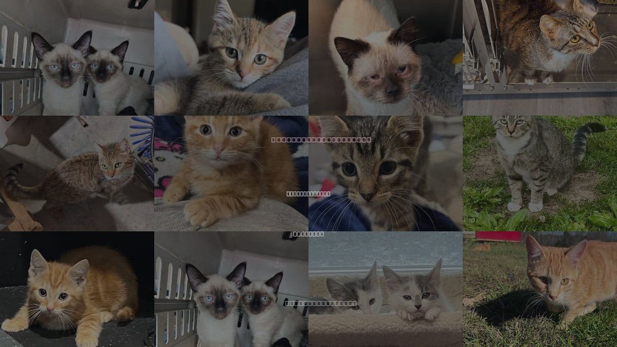 Cats for Adoption in Bowling Green, Kentucky