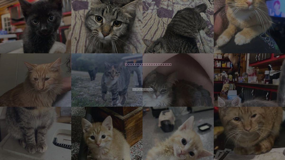 Cats for Adoption in Bowling Green, Kentucky