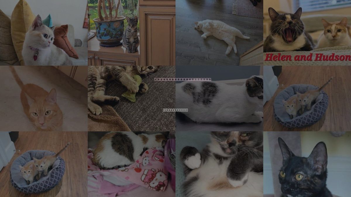 Cats for Adoption in Boynton Beach, Florida