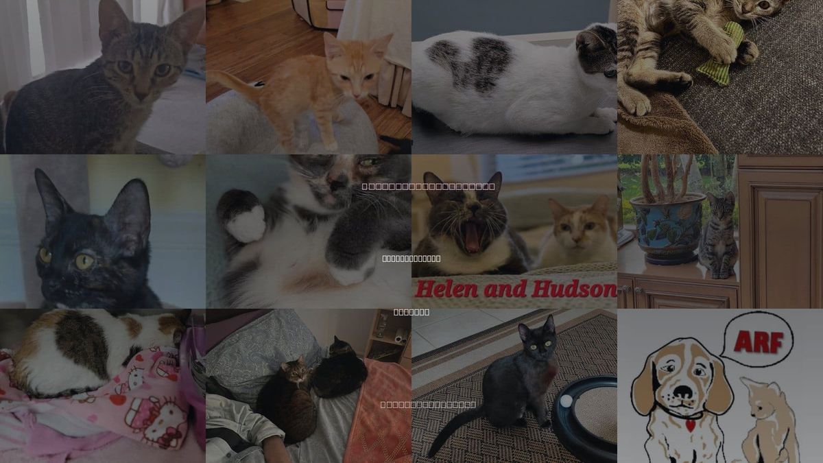 Cats for Adoption in Boynton Beach, Florida