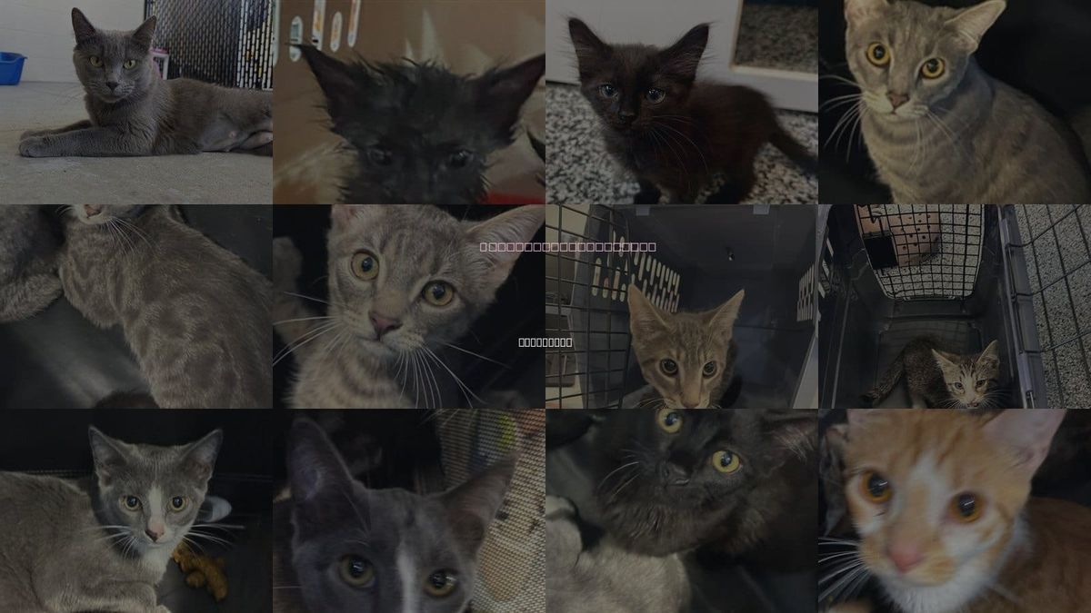 Cats for Adoption in Bradenton, Florida