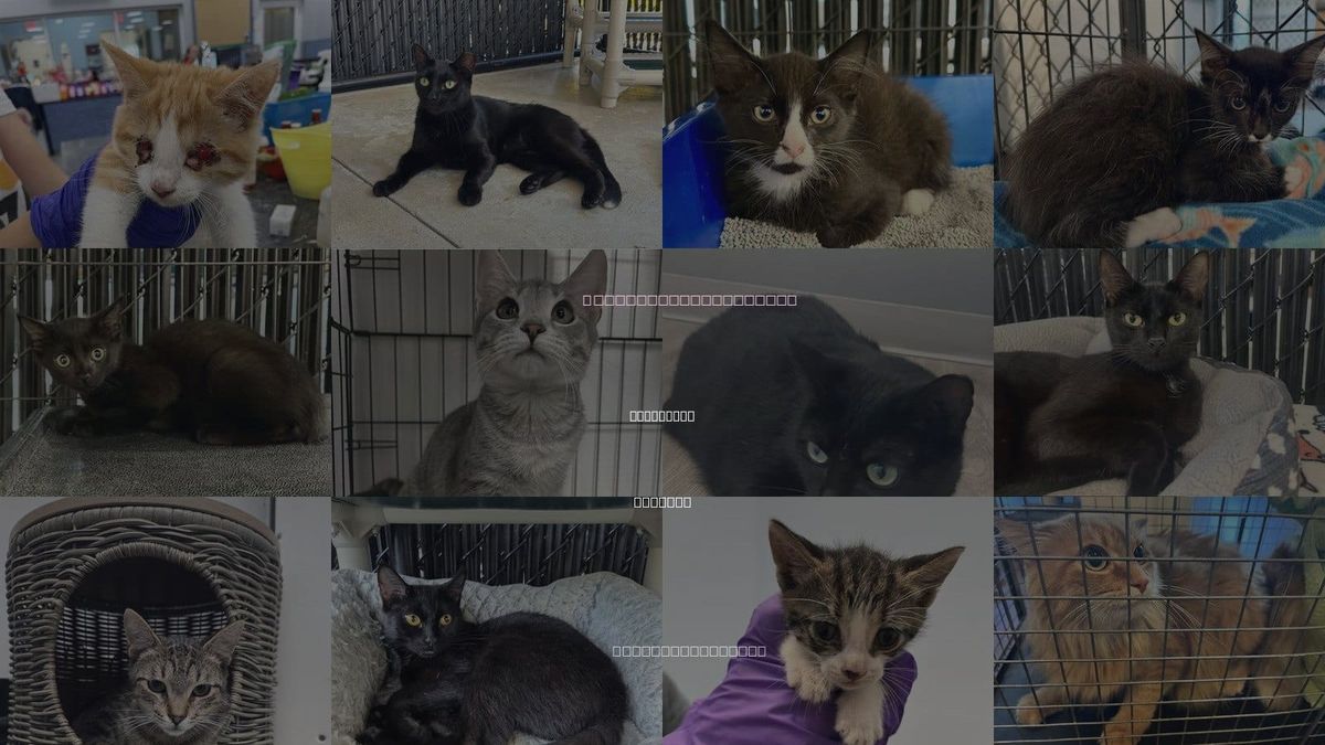 Cats for Adoption in Bradenton, Florida
