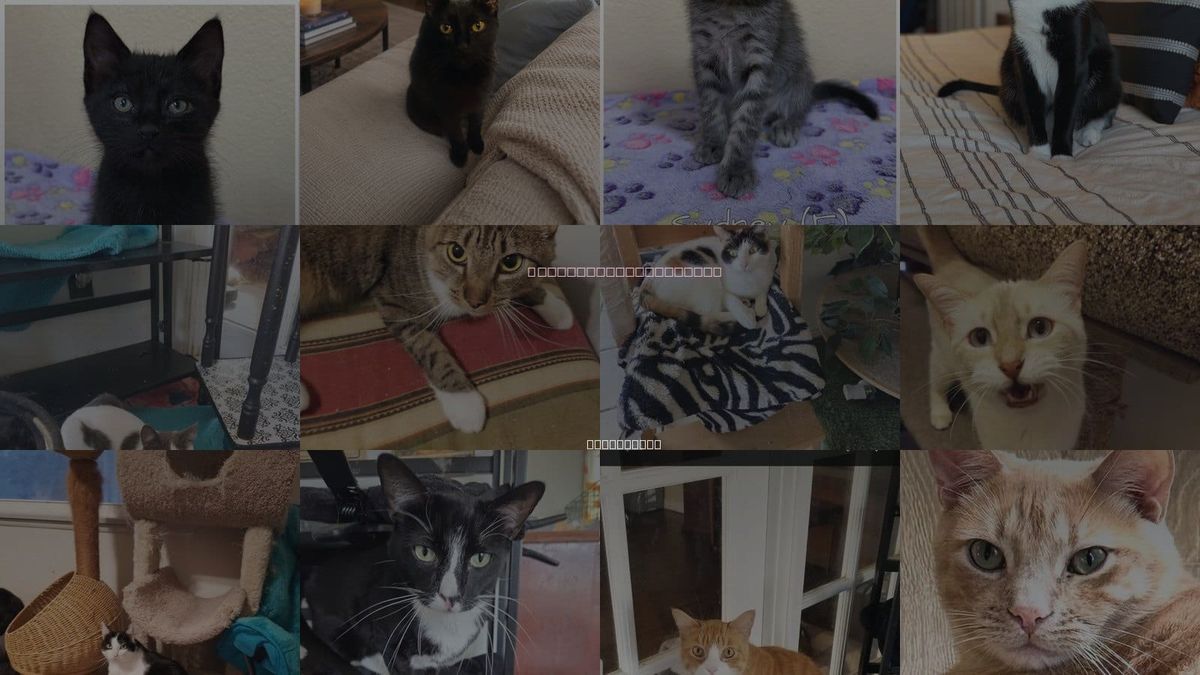 Cats for Adoption in Brea, California