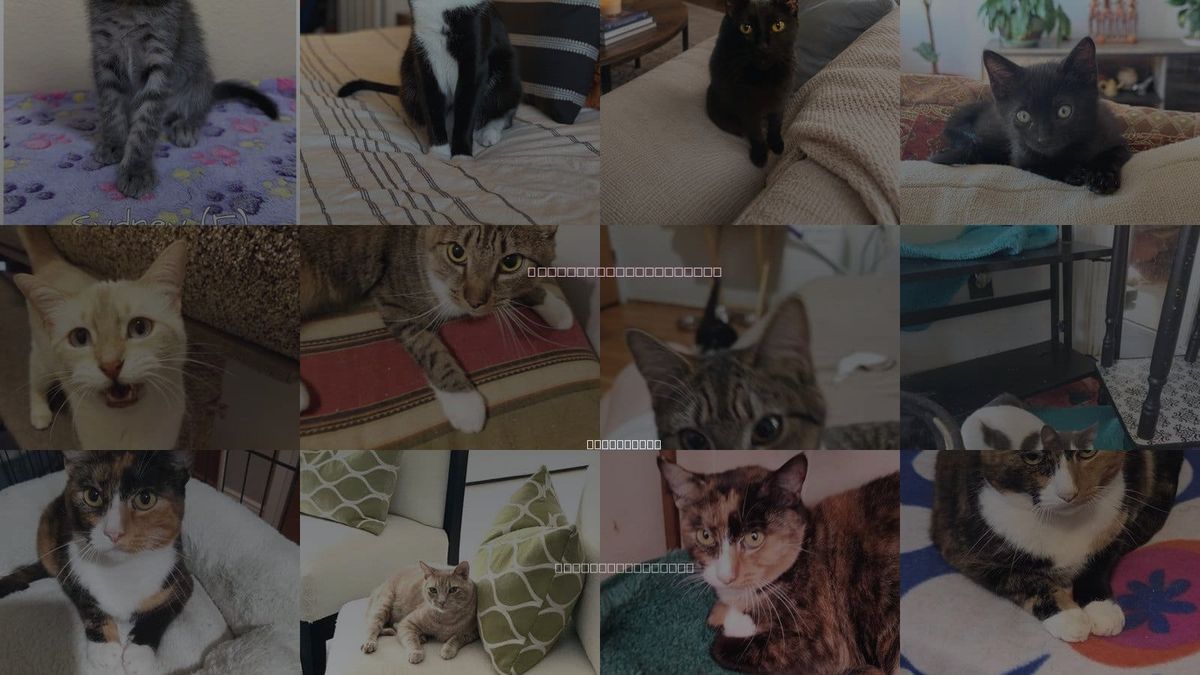 Cats for Adoption in Brea, California