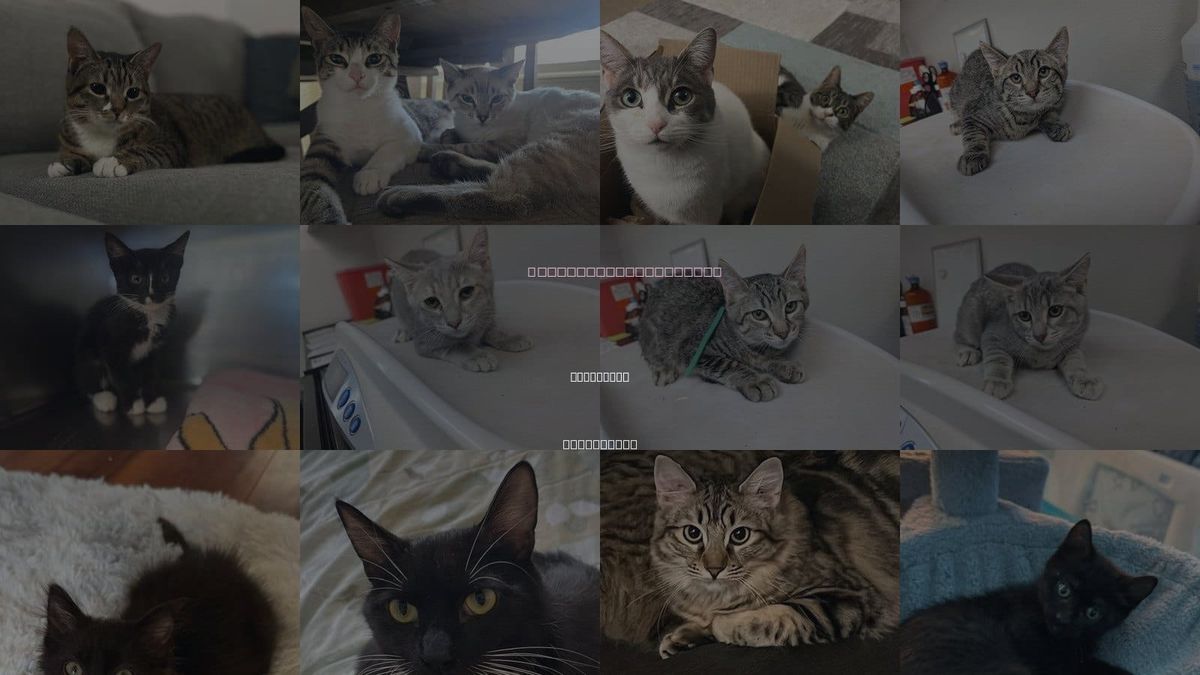 Cats for Adoption in Brentwood, California