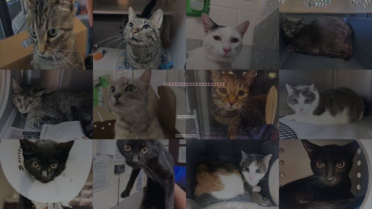 Cats for Adoption in Brentwood, Tennessee
