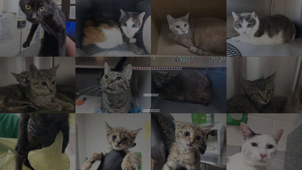 Cats for Adoption in Brentwood, Tennessee