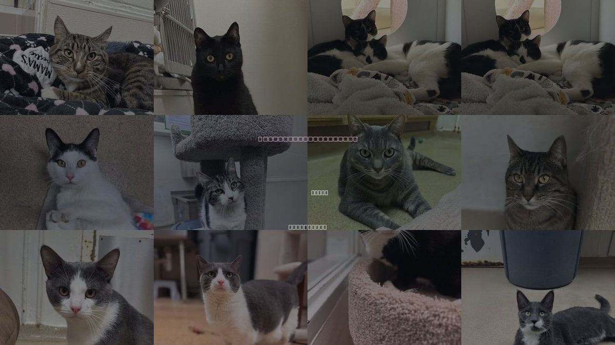 Cats for Adoption in Brick, New Jersey