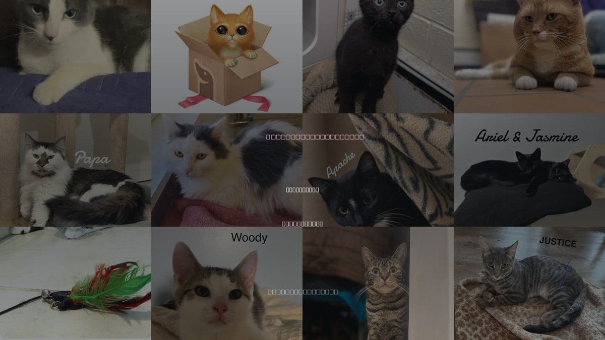 Cats for Adoption in Bridgeport, Connecticut