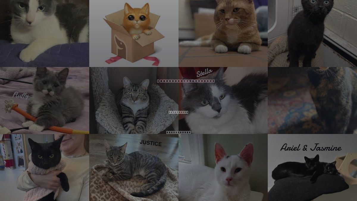 Cats for Adoption in Bridgeport, Connecticut