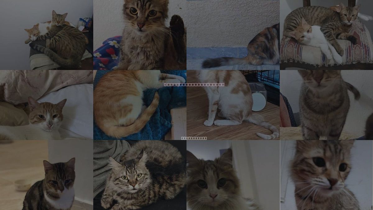 Cats for Adoption in Bristol, Connecticut