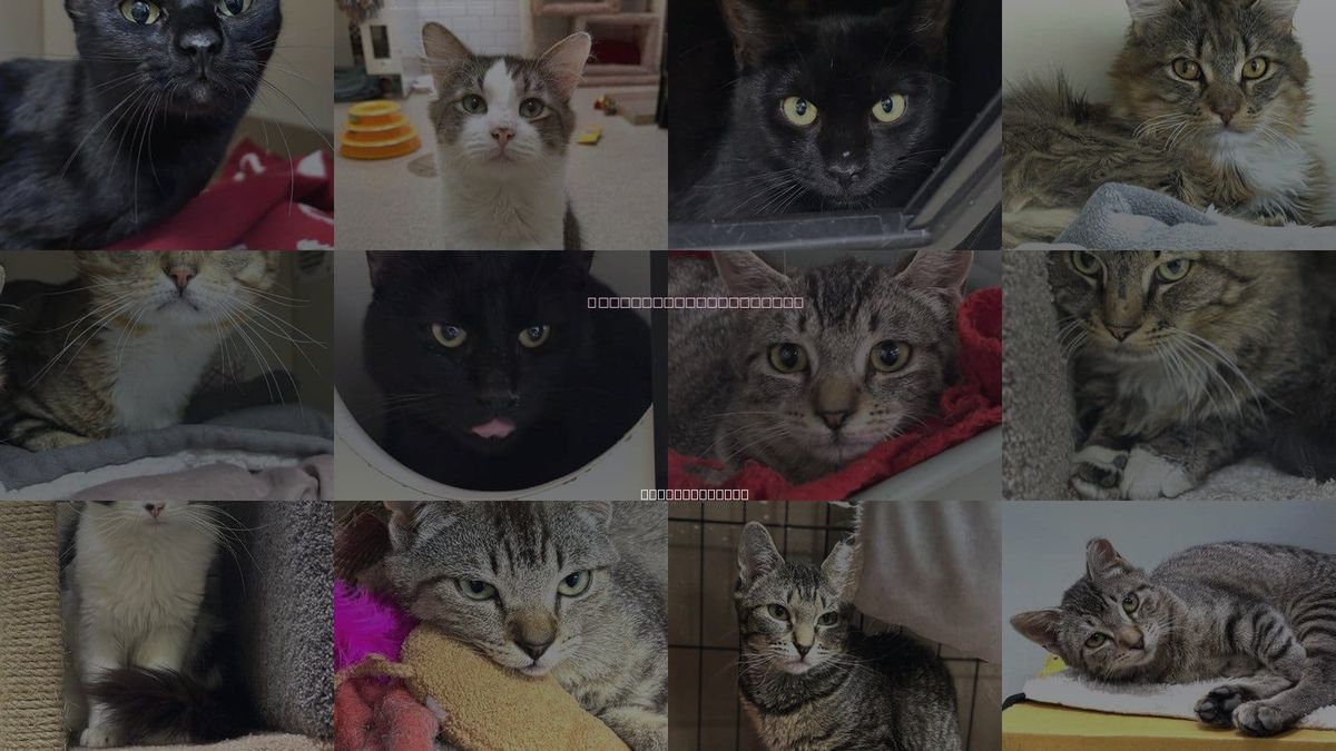 Cats for Adoption in Brockton, Massachusetts